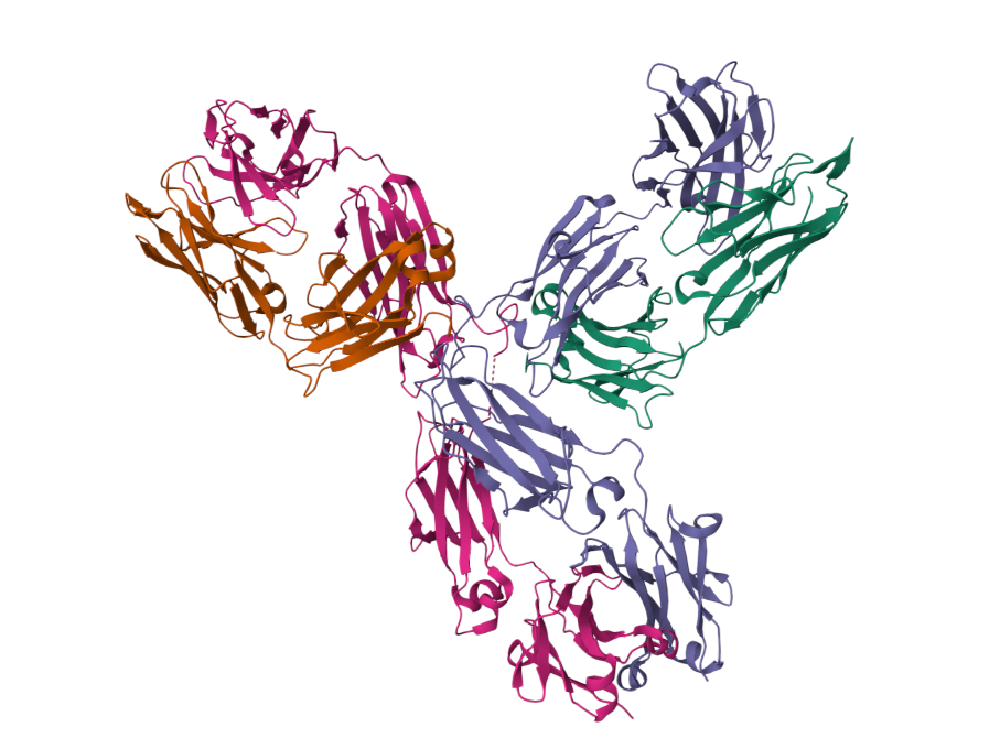 Scapin, G., Prosise, W., & Reichert, P. (2015). Crystal Structure of Pembrolizumab, a full length IgG4 antibody. Protein Data Bank. ​ RCSB. PDB ID: 5DK3.doi: 10.2210/pdb5DK3/pdb