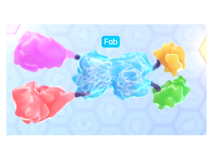 SAFA Body conjugated with therapeutic proteins