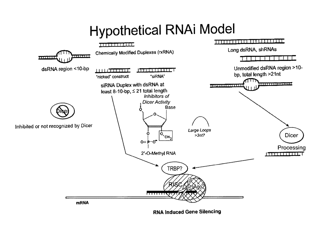 Example of RNAi model and its mechanism of action