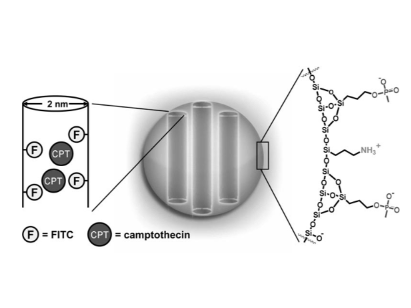 Schematic diagram of Camptothecin loaded nanoparticles