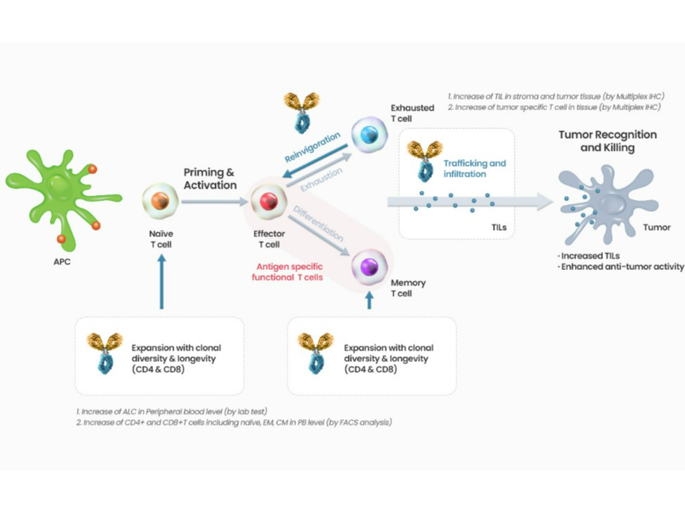 Pharmacodynamics of Gx-i7 inside the cells i.e., hyFc IL-alfa acts on IL-7 receptors, increasing CD4 and CD8 T cells (Naive & memory subtype)