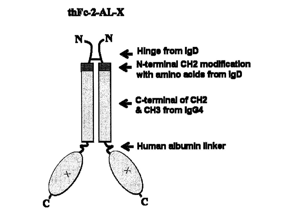 The N terminals of IgD is linked to the compound by a human albumin linker