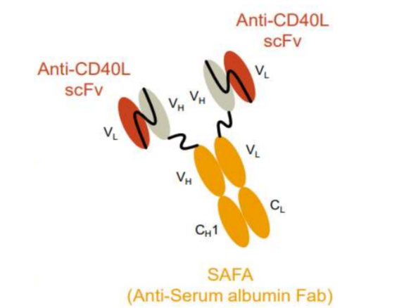 SAFA CD-40L inhibitor (Phase 1 completed)