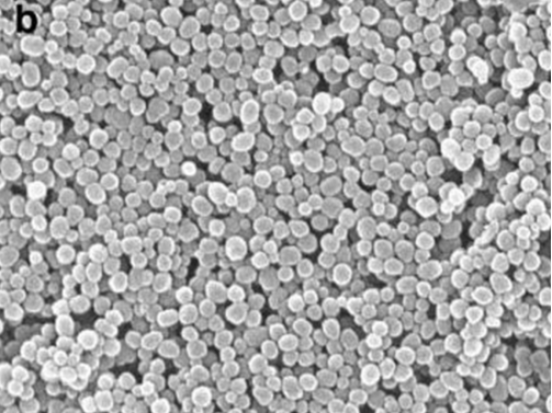 Scanning Electron Microscope of MSNP loaded with Paclitaxel
