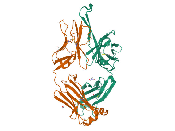 10-1074 Fragment Antigen Binding Region