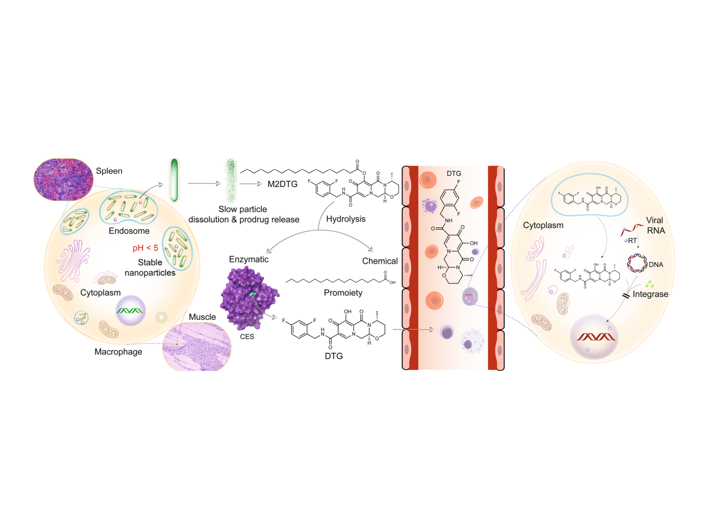 pro-DTG is slowly dissolved from the nanoformulation in the low pH microenvironment in macrophages and then hydrolyzed to release DTG. The slow rate of dissolution of the DTG nanocrystals from tissue