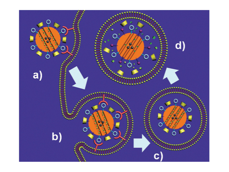 Endocytosis of MSNP