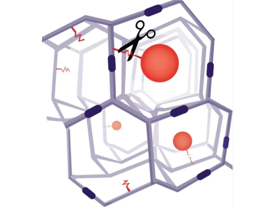 Tetra-PEG hydrogel microspheres by a cleavable β-eliminative linker