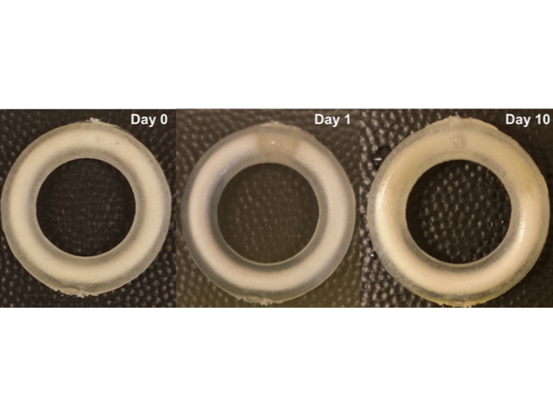 Comparison of the MZCL IVR between Day 1 to Day 10.